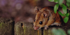Pest Control Near Me: A Comprehensive Guide to Safeguard Your Home