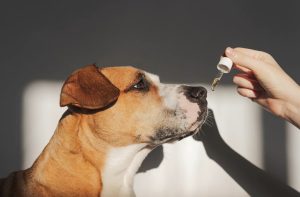 Breaking Down the Benefits of Using CBD for Aggressive Dogs