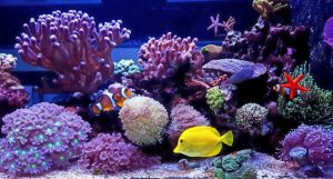 Saltwater Aquarium for Beginners: 5 Tips for Getting Started
